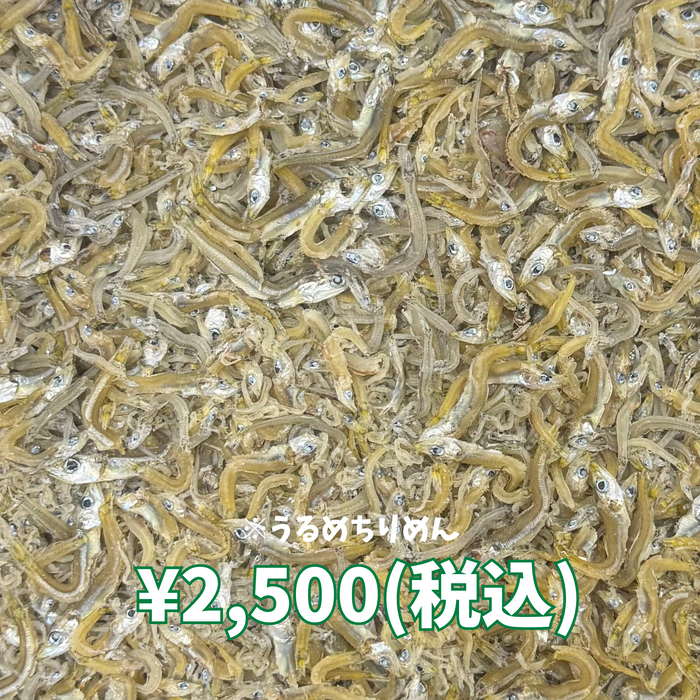 ウルメちりめん 1kg【訳あり品】
